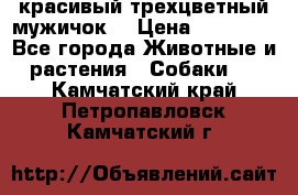 красивый трехцветный мужичок  › Цена ­ 10 000 - Все города Животные и растения » Собаки   . Камчатский край,Петропавловск-Камчатский г.